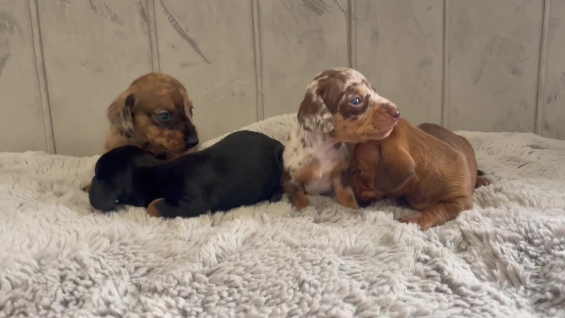 Miniature Dachshund dogs for sale: Stunning miniature type Dachunds  - Video 1