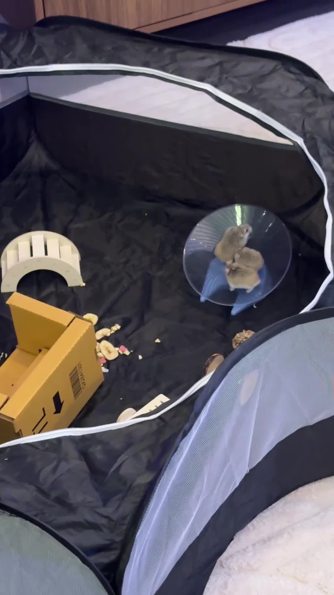 Hamster rodents for sale: roborovski hamster X3 - Video 1