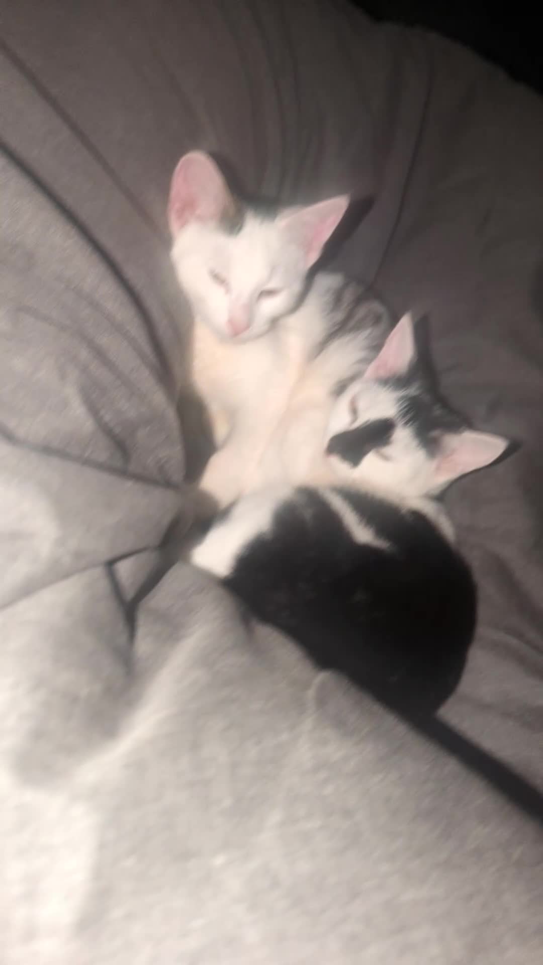 British Shorthair cats for sale: Black and white Magpie - Video 4