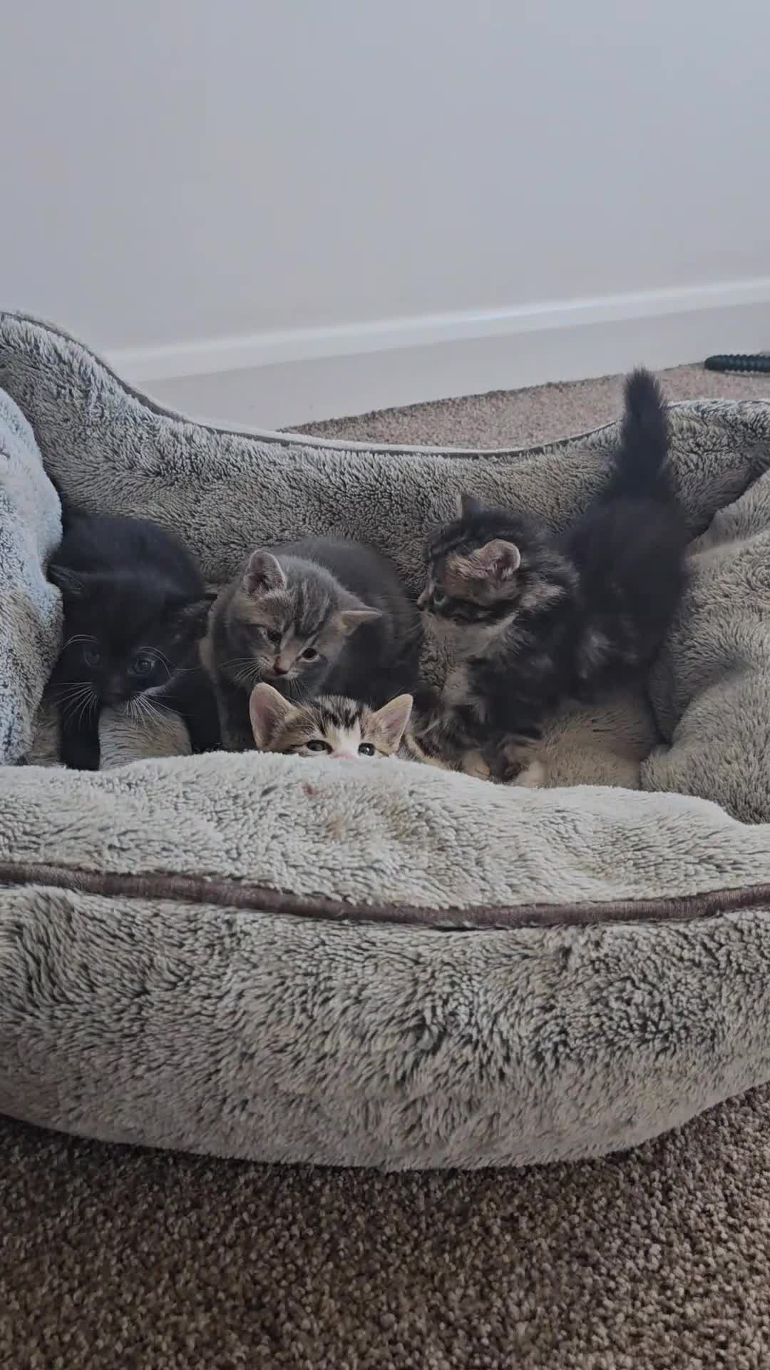 Mixed Breed cats for sale: Tabby mix rangdoll and black - Video 1