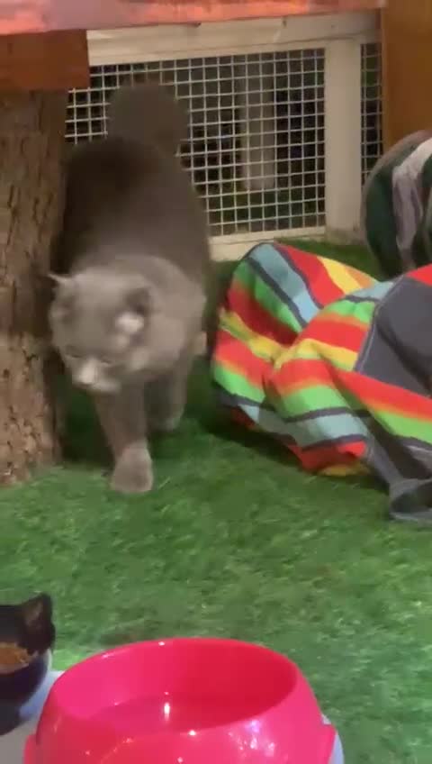 Scottish Fold cats for adoption: RAMA -MIX  SCOTTISH FOLD/BRITISH LONG HAIR BOY   - Video 2