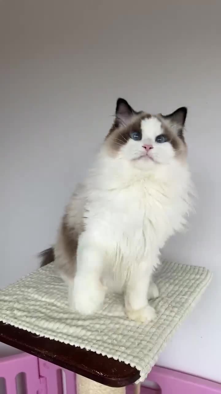 Ragdoll cats for sale: seal bicolor girl - Video 1