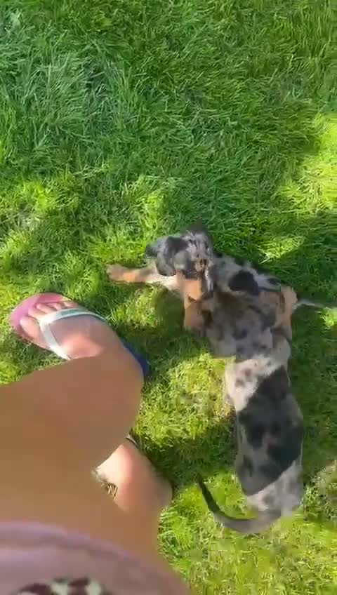 Miniature Dachshund dogs for sale: Beautiful Miniature Dachshund puppies for Sale in Crawley - Video 1