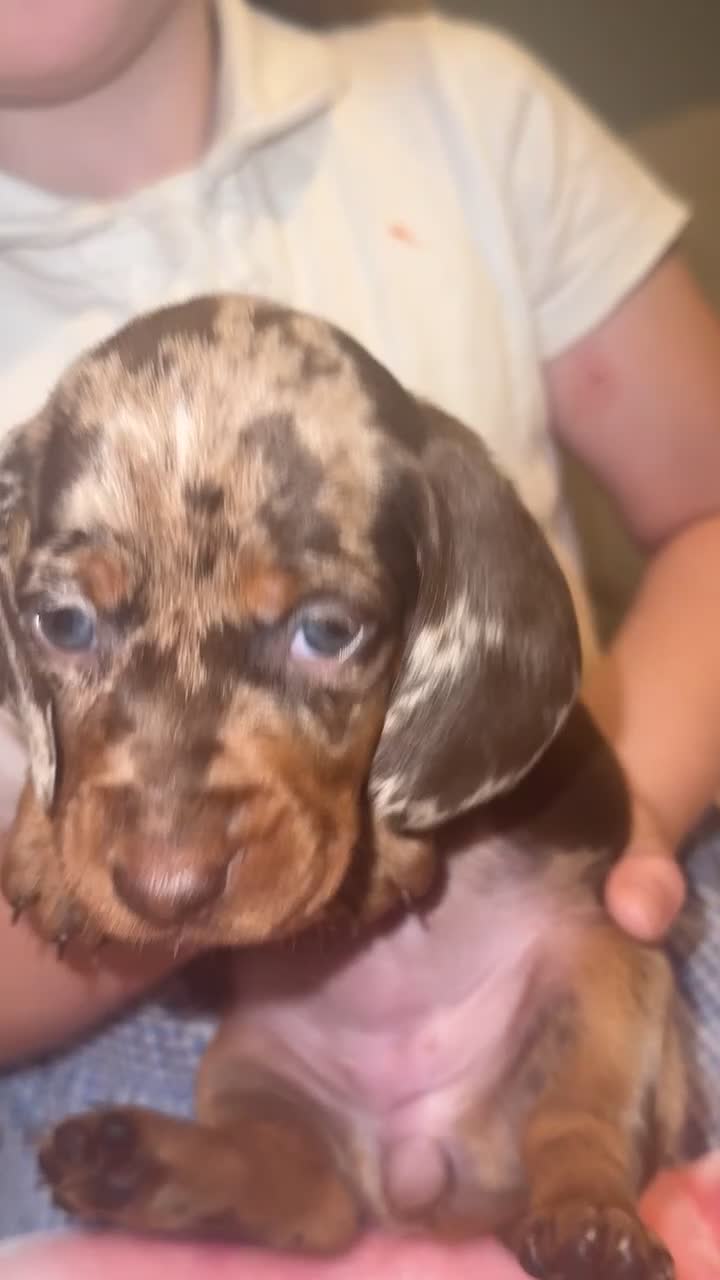 Dachshund dogs for sale: My girl Diora  - Video 1