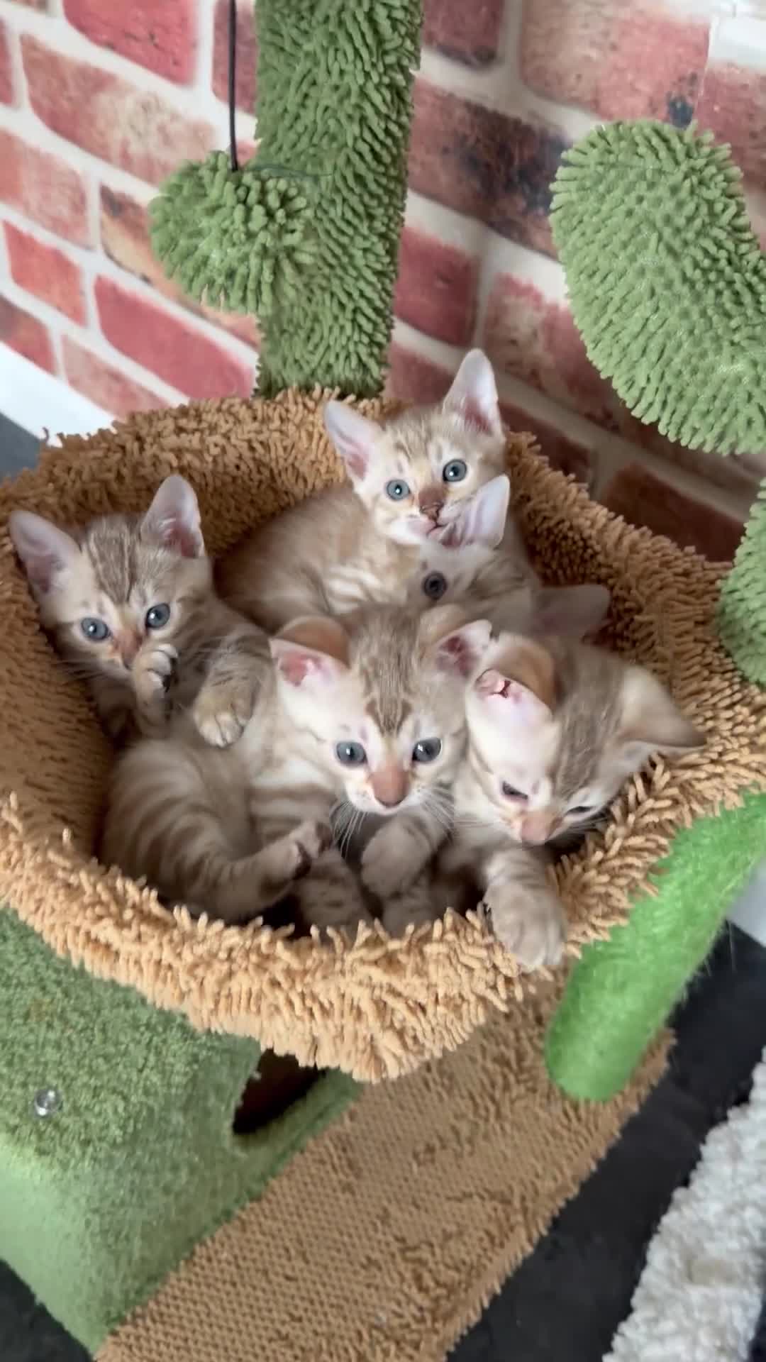 Bengal cats for sale: TICA-Pedigree Snow Lynx Bengal Kittens 🏆Active! - Video 3