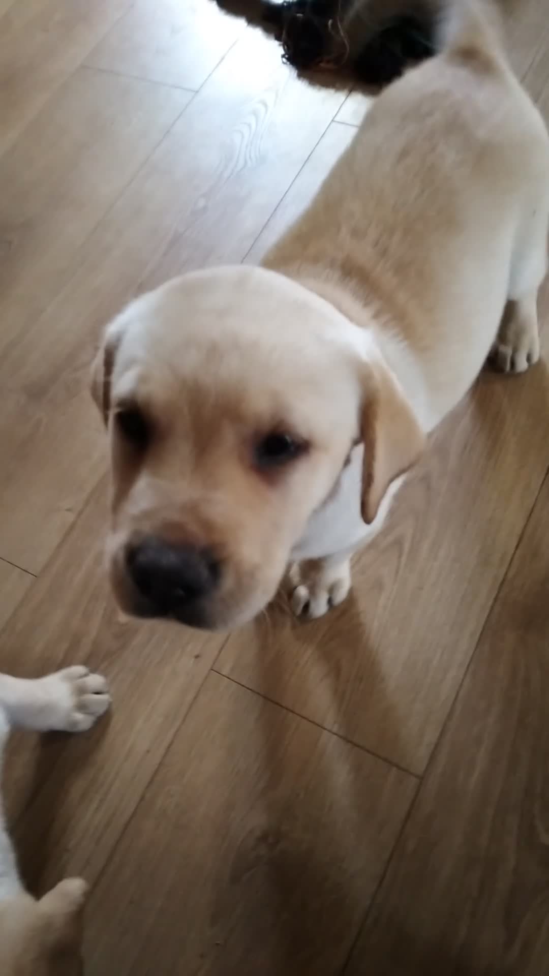 Labrador Retriever dogs for sale: Two beautiful labrador puppies  - Video 4