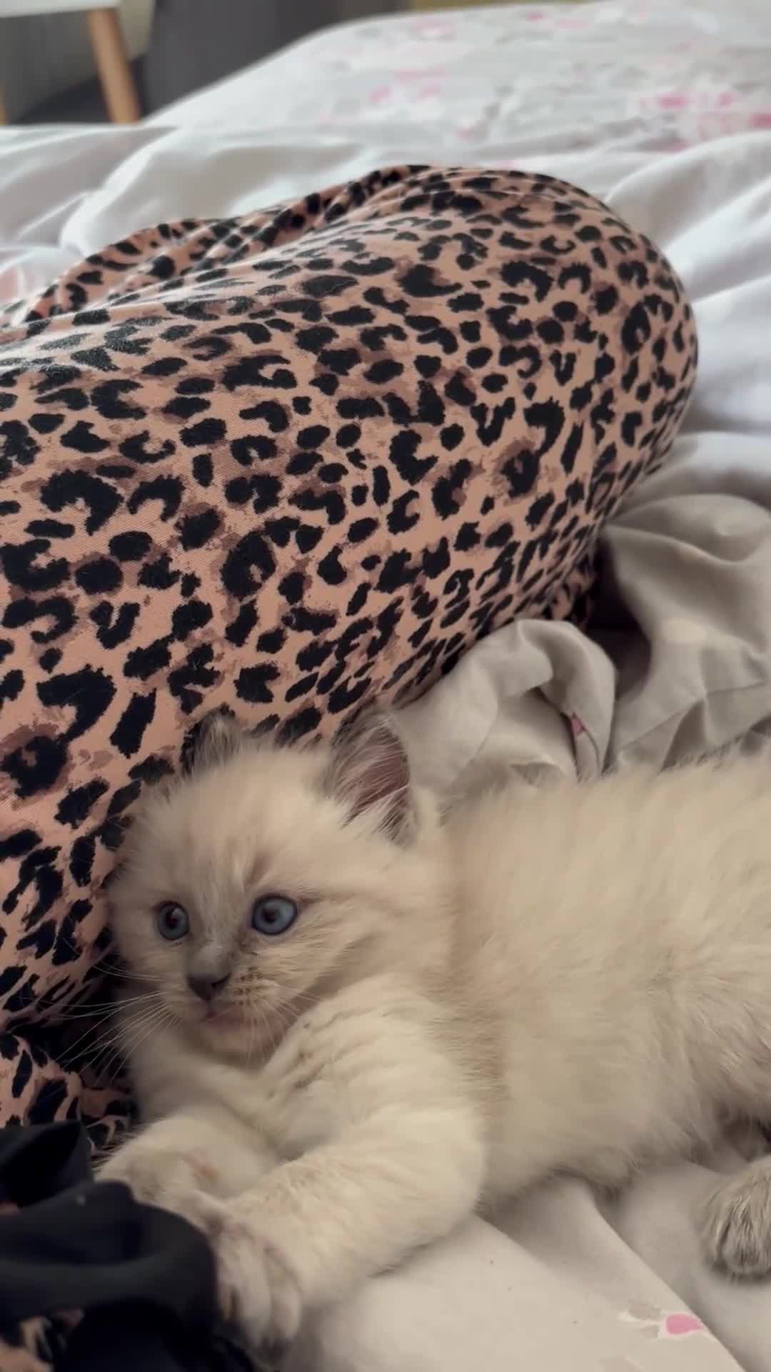 Ragdoll cats for sale: READY TO LEAVE Purebred ragdolls - Video 2