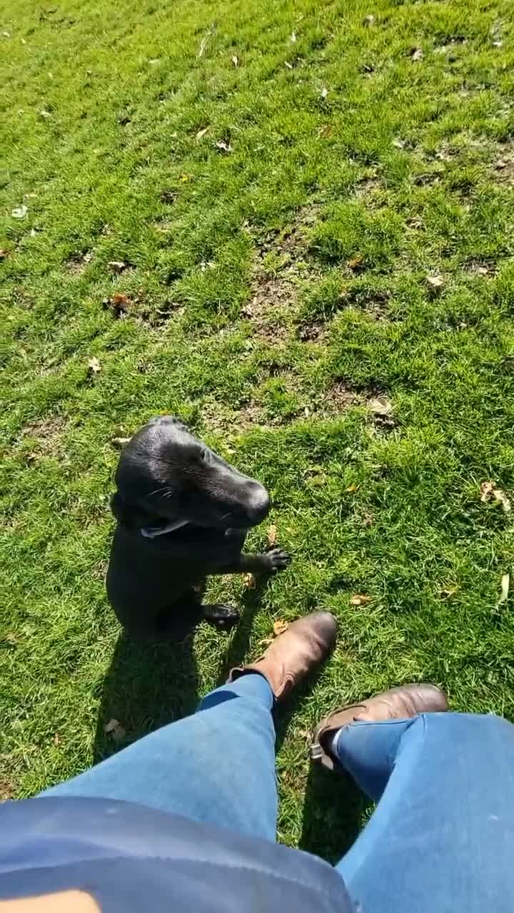 Labrador Retriever dogs for sale: 7 month old bitch  - Video 1