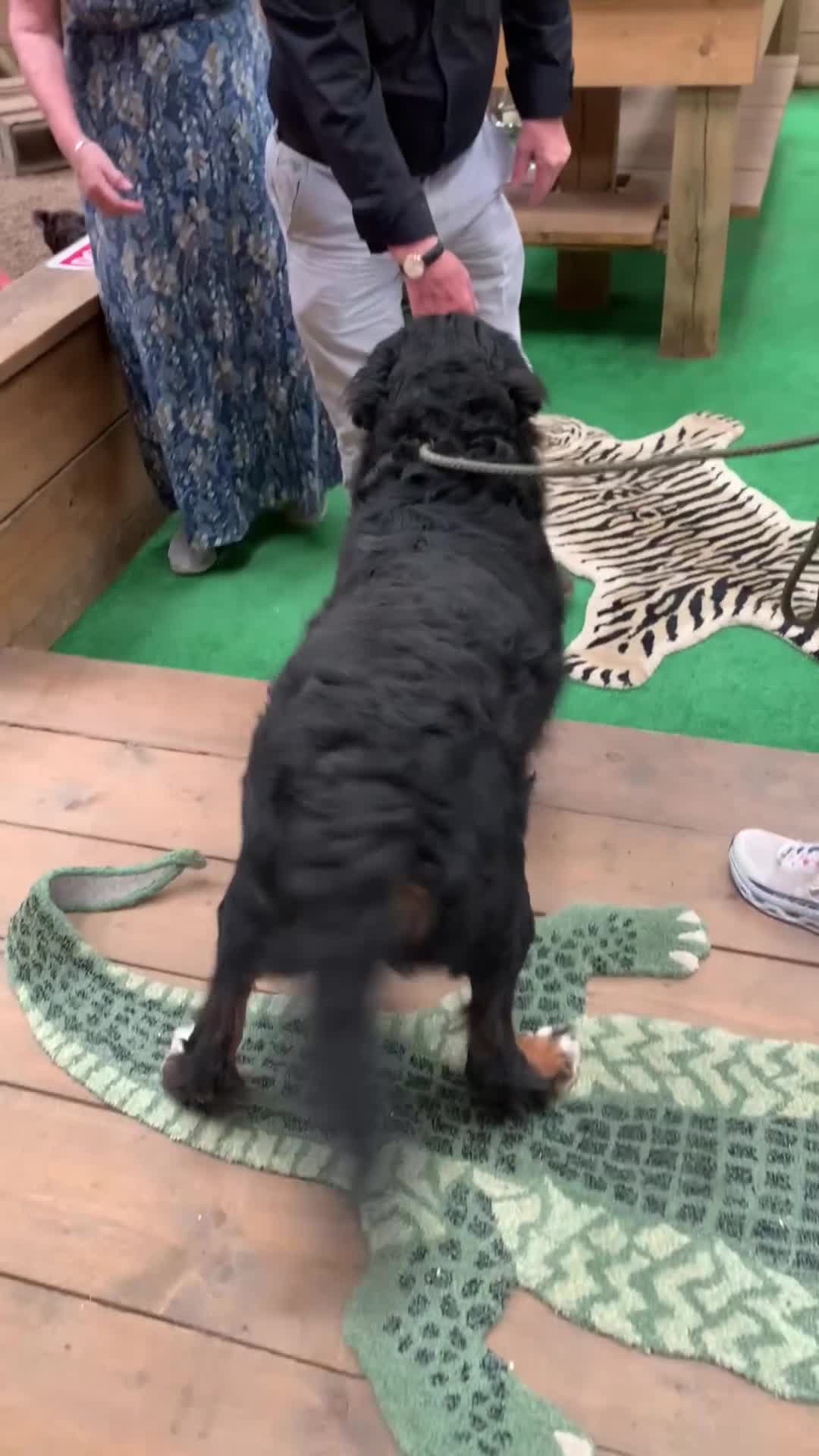 Bernedoodle dogs for sale: One Standard Size Bernedoodle Girl - Video 2