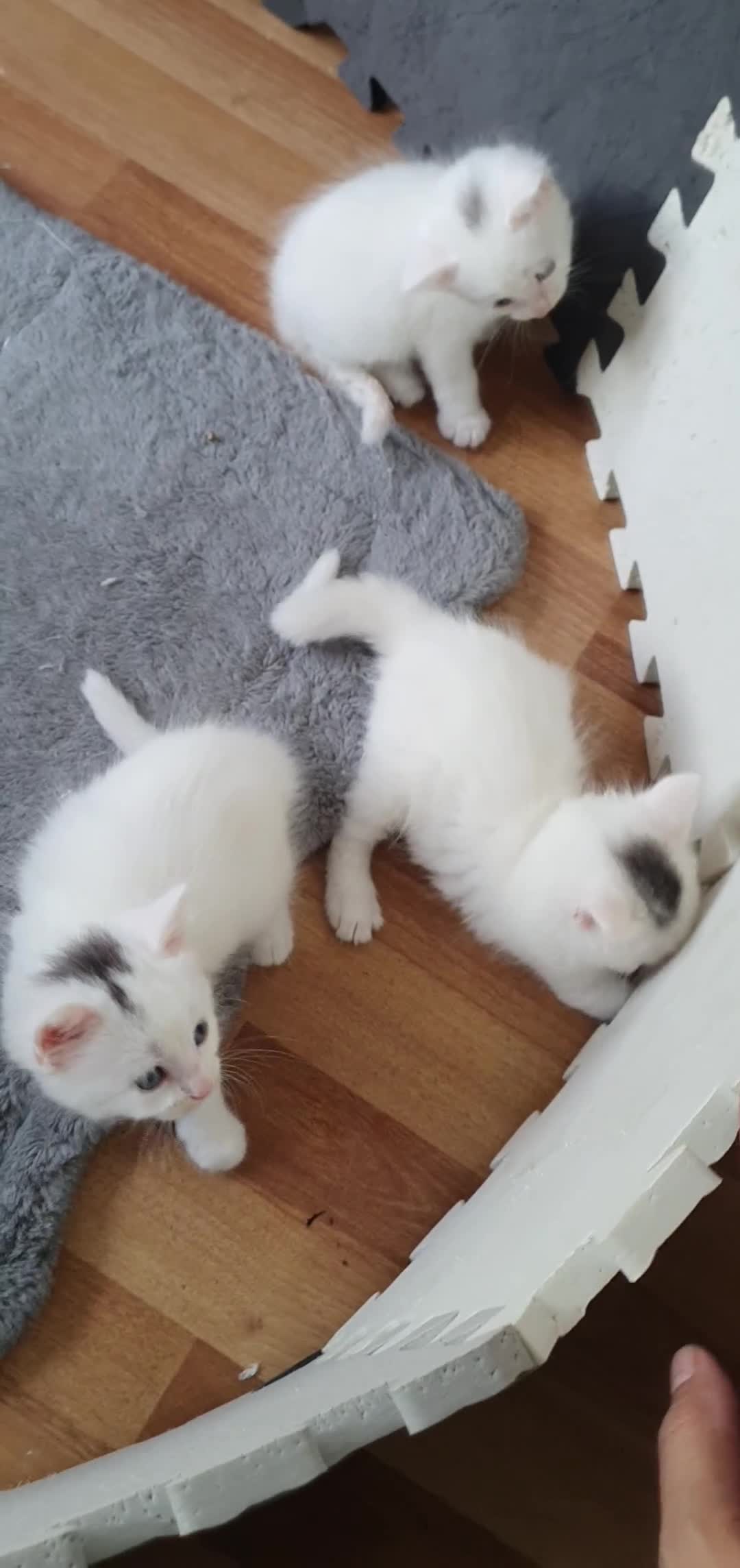Turkish Angora cats for sale: Turkish angora 3 kittens for sale - Video 1