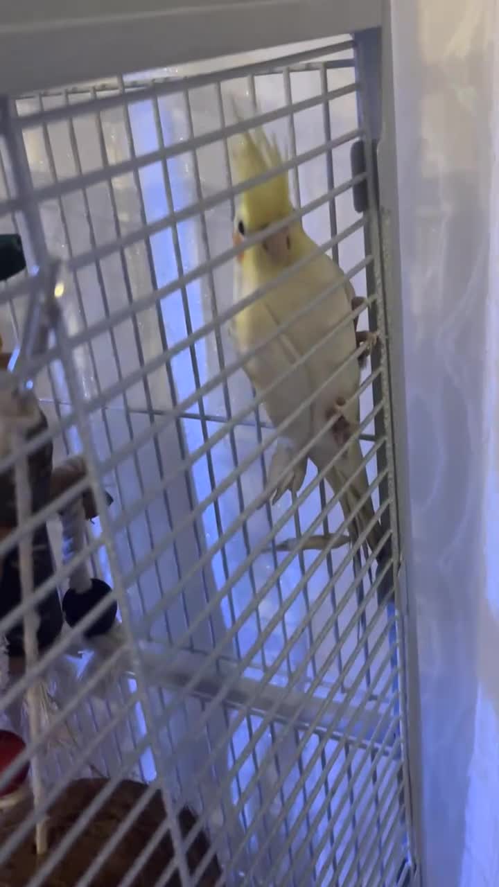Cockatiels birds for sale: Cockatiel  - Video 1
