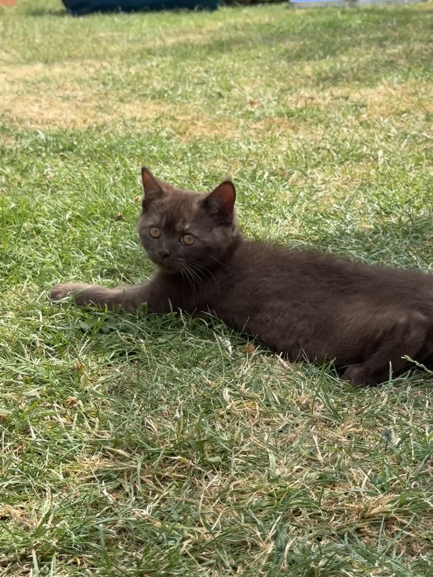British Shorthair cats for sale:  British Brown and Liliac shorthair Kittens  - Video 4