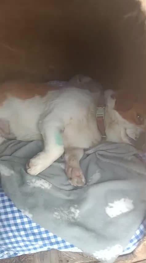 Mixed Breed dogs for adoption: 🐾MONA-LISA – FOUND IN A DITCH… NOW READY FOR LOVE - Video 1