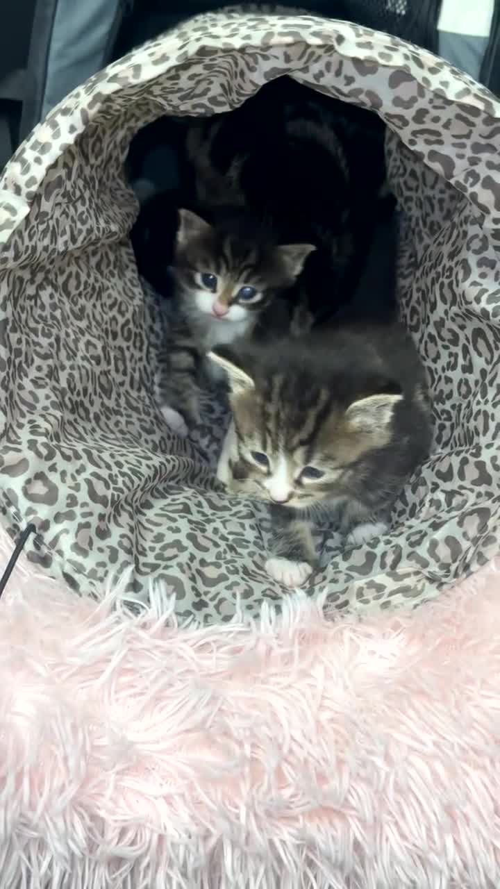 Domestic Shorthair cats for sale: Kittens for sale  in Birmingham - Video 2
