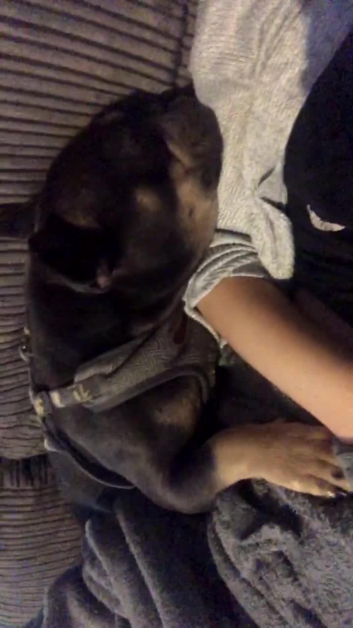 French Bulldog dogs for sale: Rehoming!!!!  - Video 1