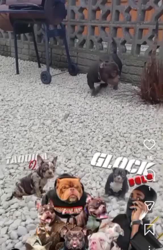 American Bully dogs for sale: 10" Micro bully KINGPIN LOCOLV 3RD GEN - Video 3