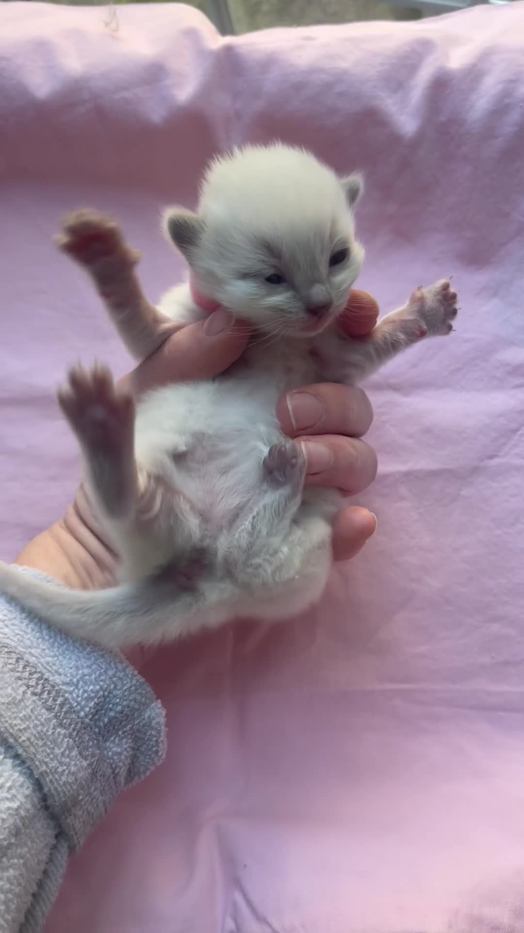 Ragdoll cats for sale: Rare blue and sepia Mink Cherubim Ragdoll kittens  - Video 3