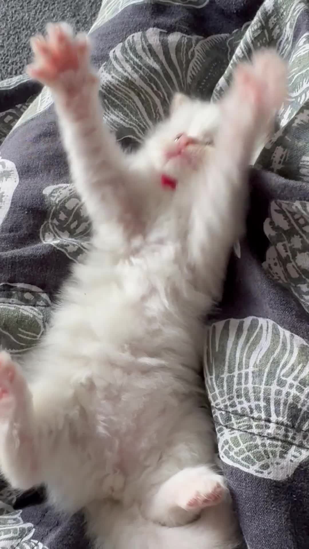 Ragdoll cats for sale: Beautiful Ragdoll Kittens, 2 Flamepoint, 1 mitted - Video 1