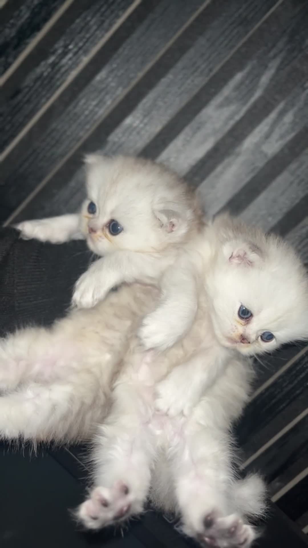 Persian cats for sale: Persian kittens - Video 1