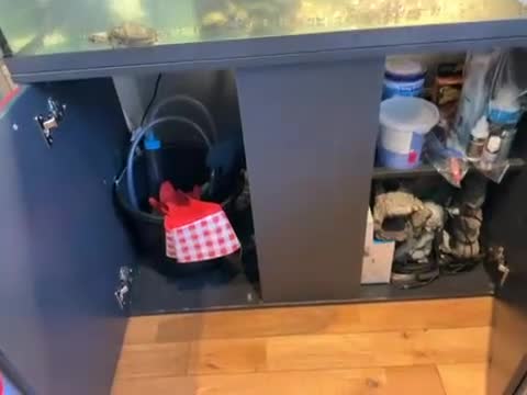 Terrapin reptiles for sale: 4 Musk Terrapins 🐢 & Unit - Video 1