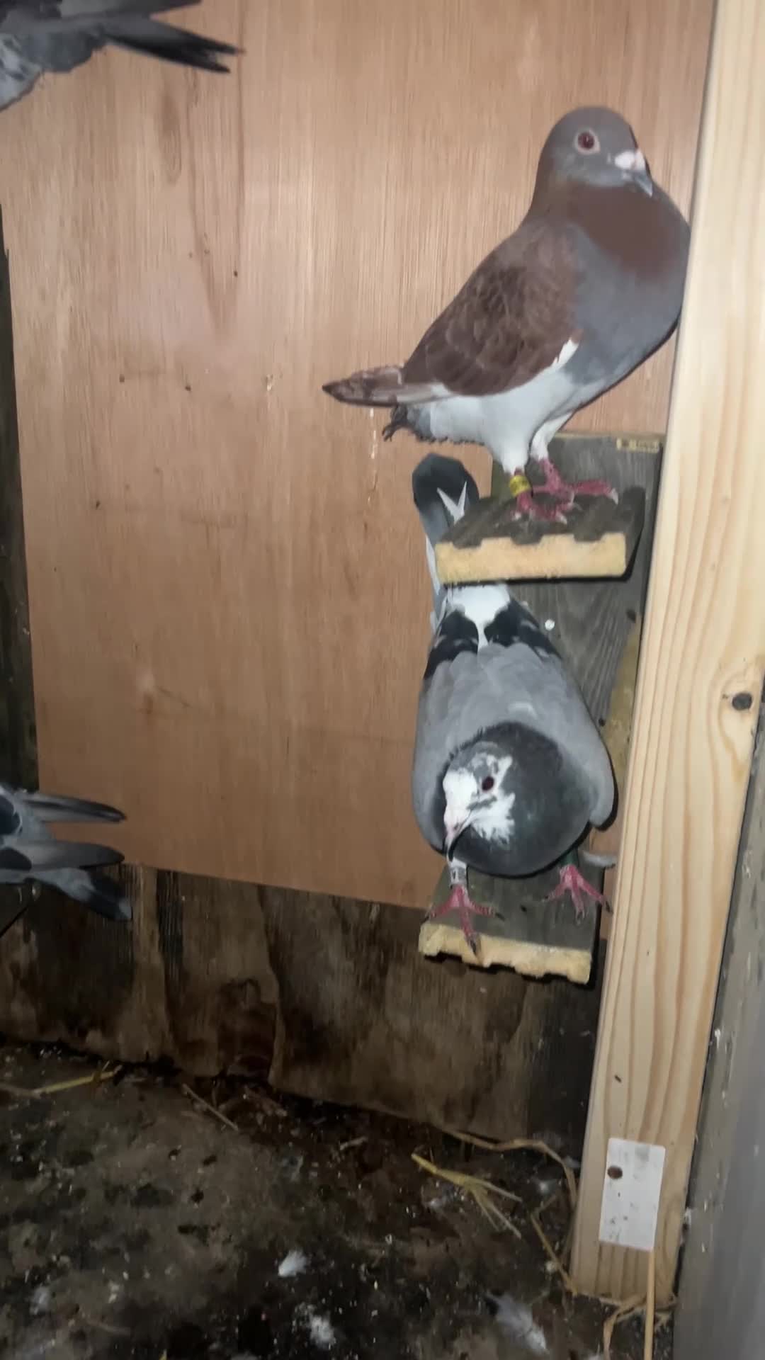 Pigeons birds for sale: Rice and pigeon - Video 1