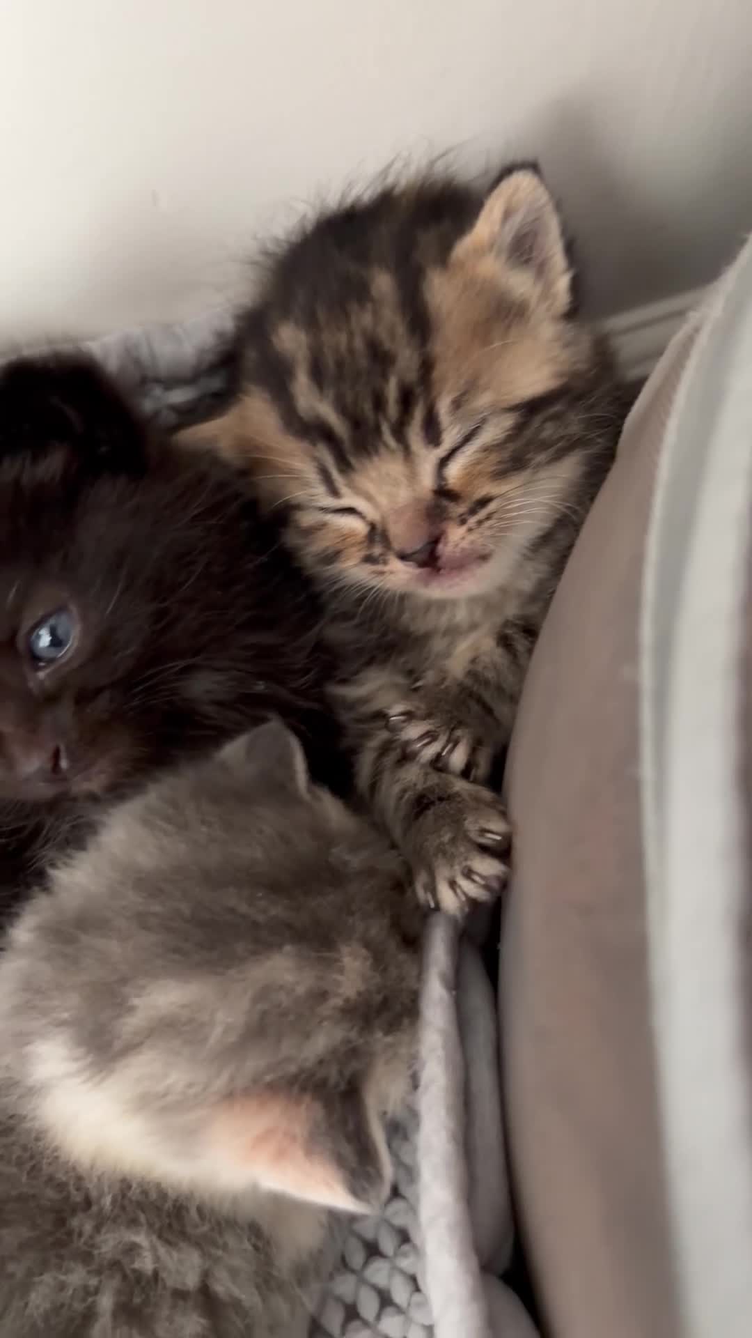 Domestic Shorthair cats for sale: 1 male 2 female kittens ready to go home - Video 1