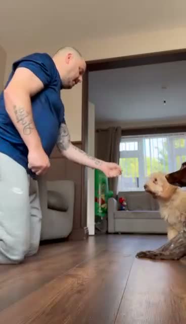 Cockapoo dogs for sale: 17 weeks old  in Sunderland - Video 1