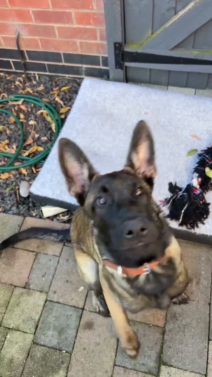 Belgian Shepherd Dog dogs for sale: KC Reg Belgian Malinois puppy - Video 1