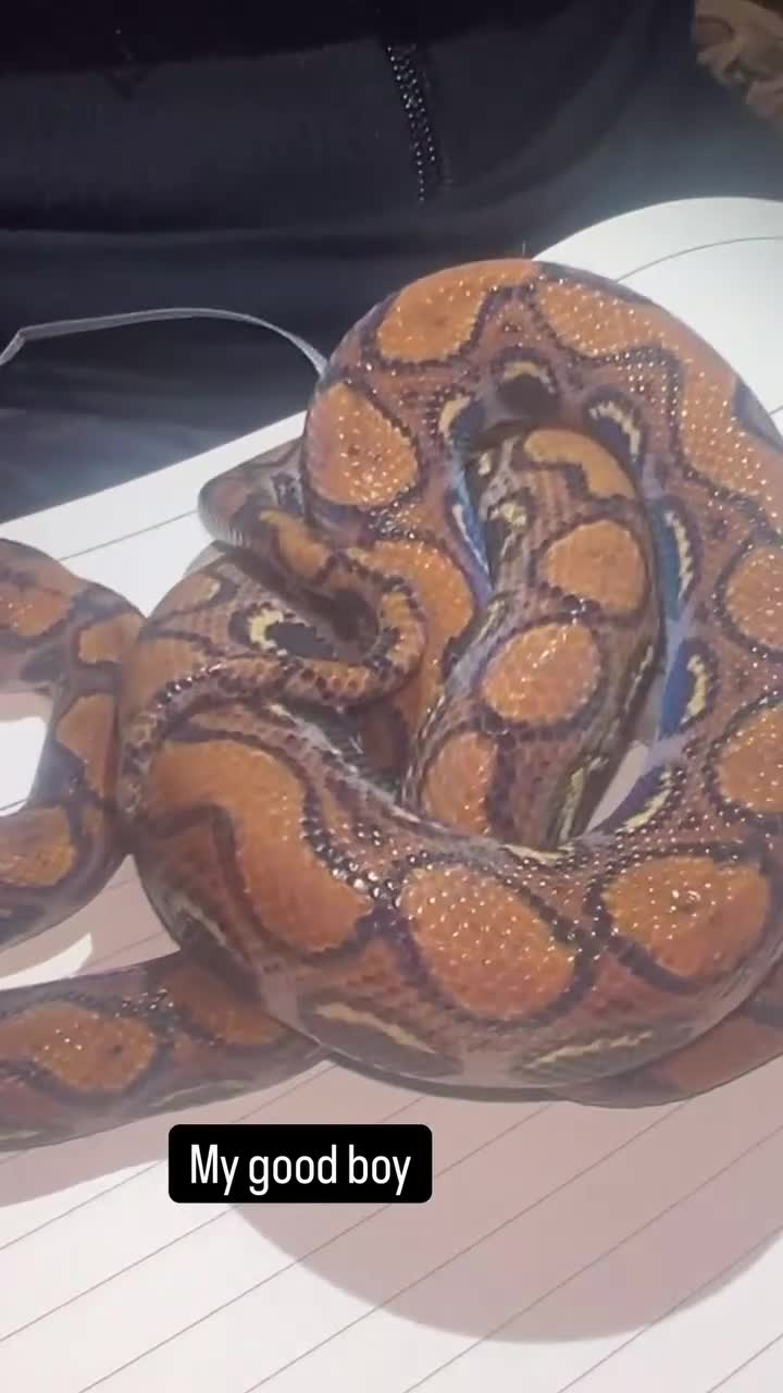 Boa Snake reptiles for sale: Brazilian Rainbow Boa - Video 1