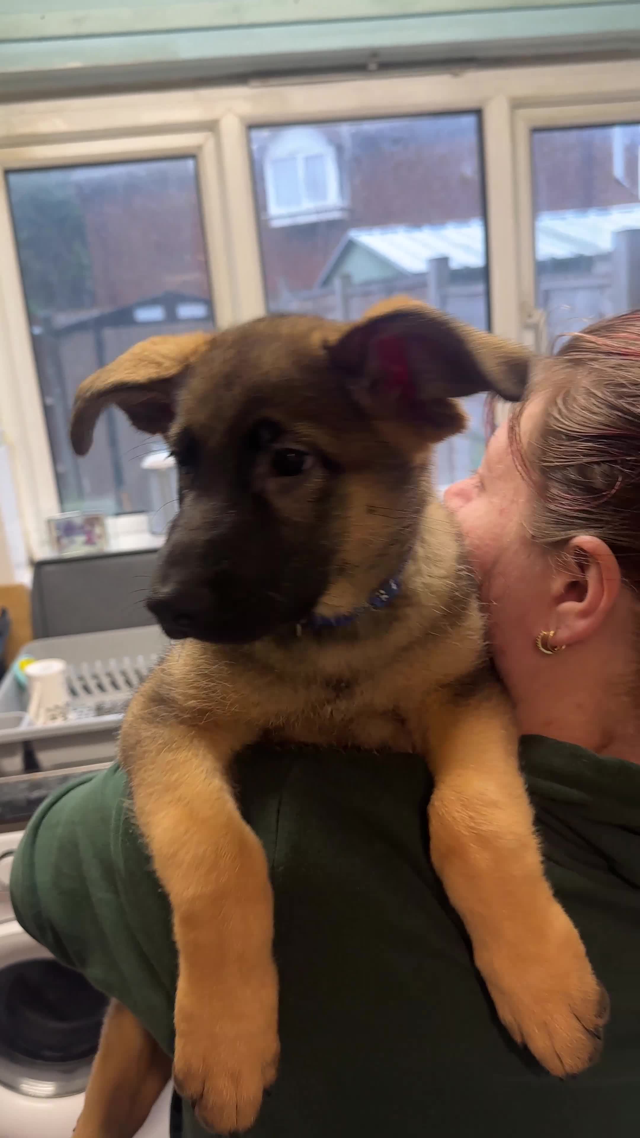 Mixed Breed dogs for sale: GSP x2 Available asap (Nearest Offer) - Video 2