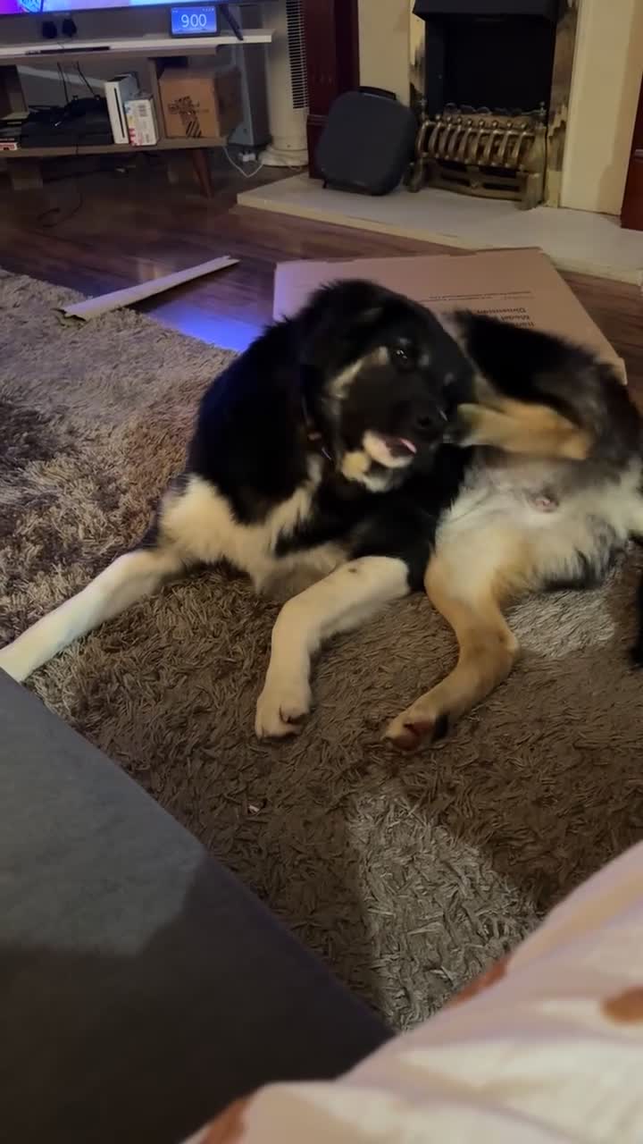 Mixed Breed dogs for sale: Beautiful Barney! - Video 1