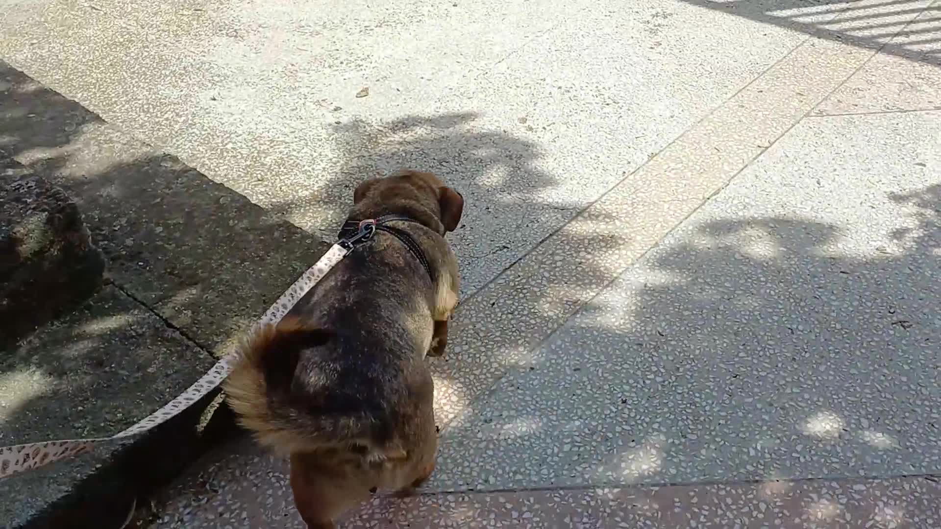 Mixed Breed dogs for adoption: 💛BELLA – The Little Street Dog Who Chose To Trust in Nottingham - Video 1