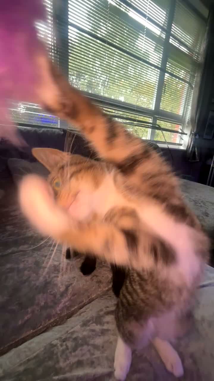 Maine Coon cats for sale: Maine Coon x Ragdoll - Video 2