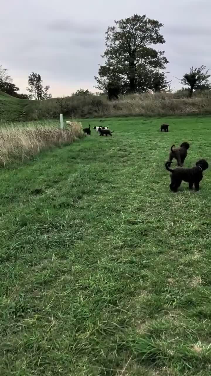 Spanish Water Dog dogs for sale: Spanish water dog - Video 1