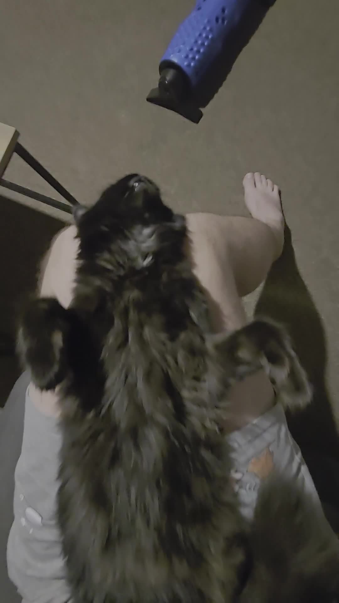 Mixed Breed cats for sale: Freya Black Female with lots of stuff  - Video 1