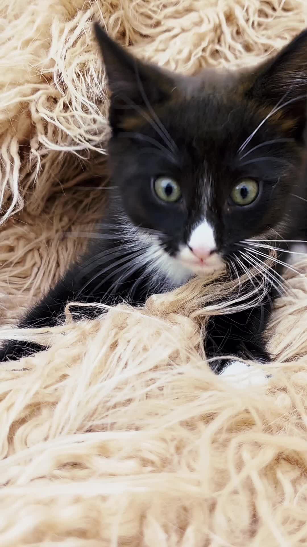 Mixed Breed cats for sale: Maine Coon Cross Kittens for Sale  - Video 2
