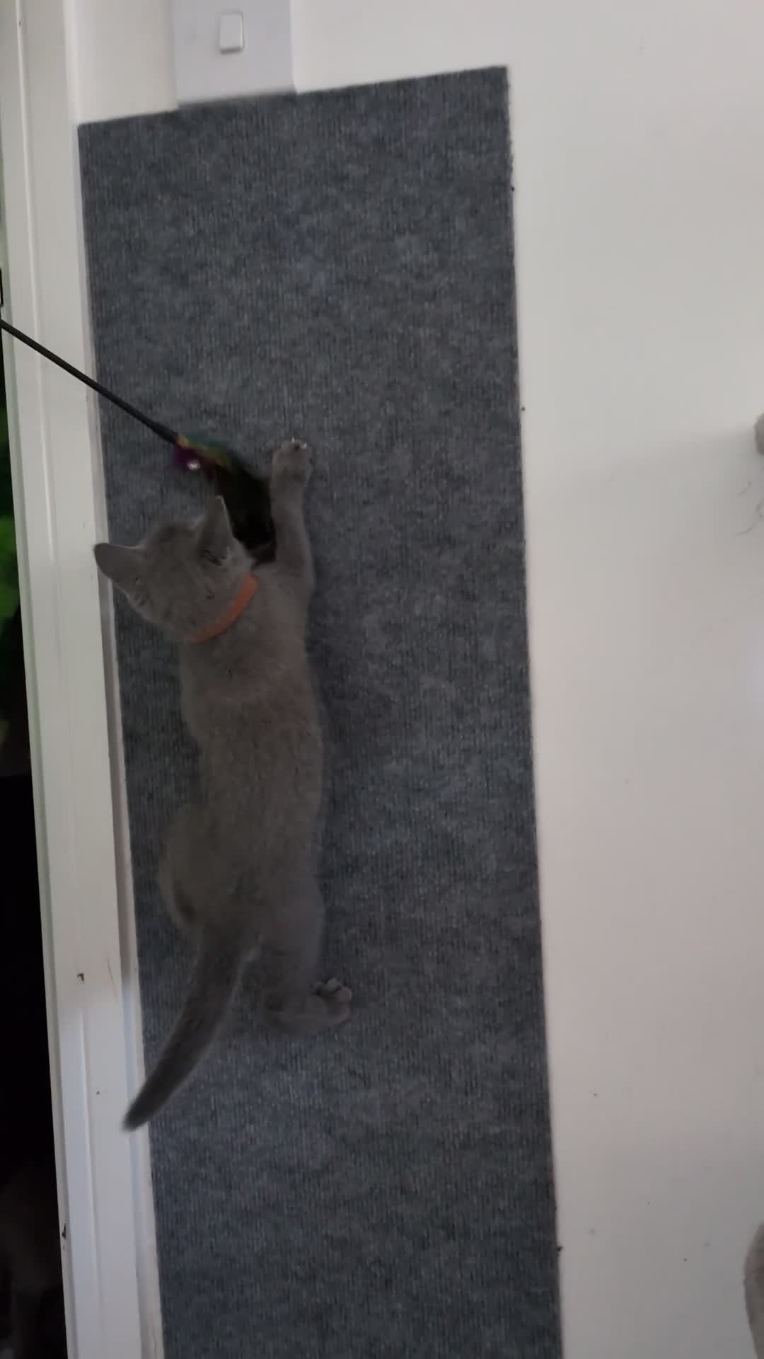 Russian Blue cats for sale: Russian Blue Kittens • TICA Lines - Video 1
