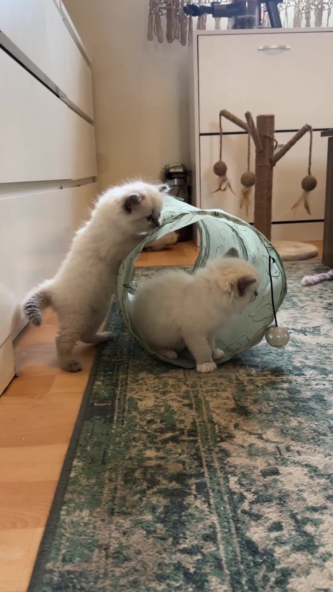 Ragdoll cats for sale: Exceptional Quality Ragdoll Kittens  - Video 4