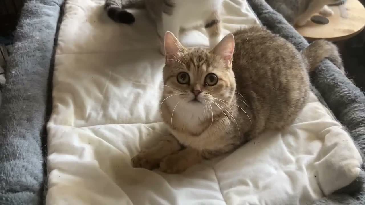 Munchkin cats for sale: ✨ Adorable TICA Registered Munchkin Kittens ✨ - Video 3