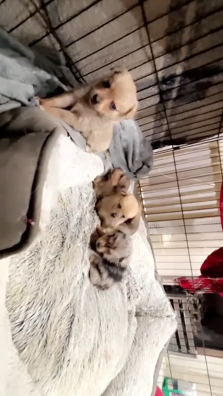 Chihuahua dogs for sale: MERLE CHIHUAHUAS 🐶 2 BOYS 1 GIRL STILL AVAILABLE - Video 1