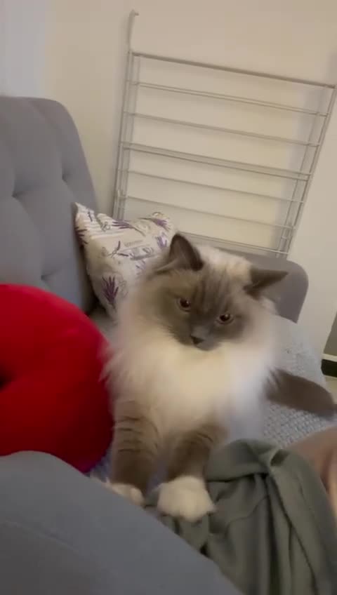 Ragdoll cats for sale: Alaska & Simba - Home Wanted for Our Bonded Pair - Video 2