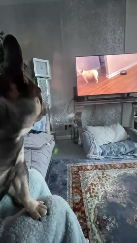 Mixed Breed dogs for sale: Bonded pair frenchie and English bulldog adorable - Video 1