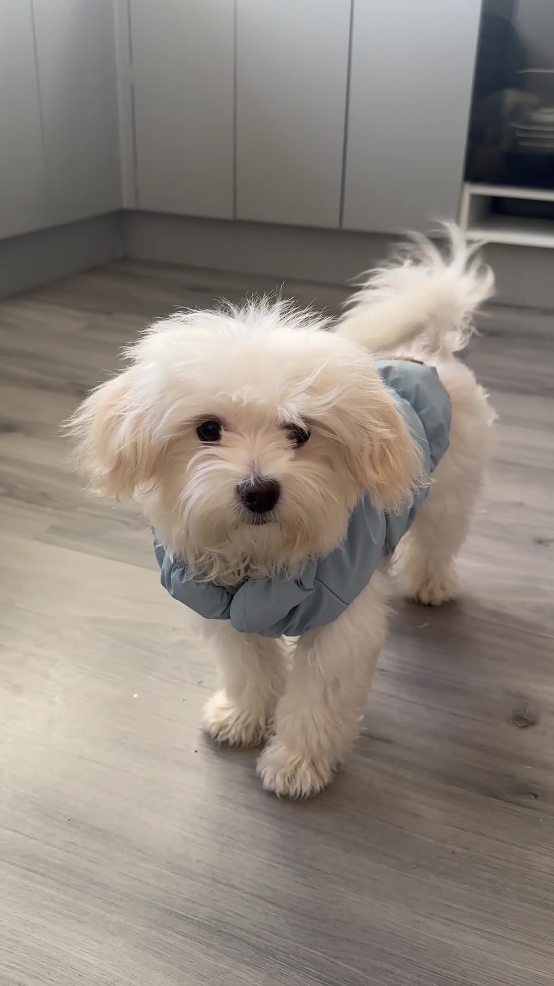 Maltipoo dogs for sale: Matipoo puppy  for rehoming - Video 1