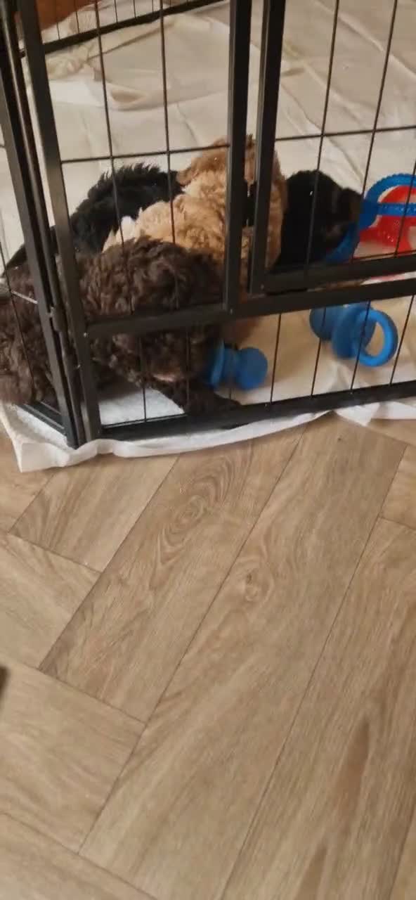 Cockapoo dogs for sale: Beautiful Cockapoo's x 3 - Video 1