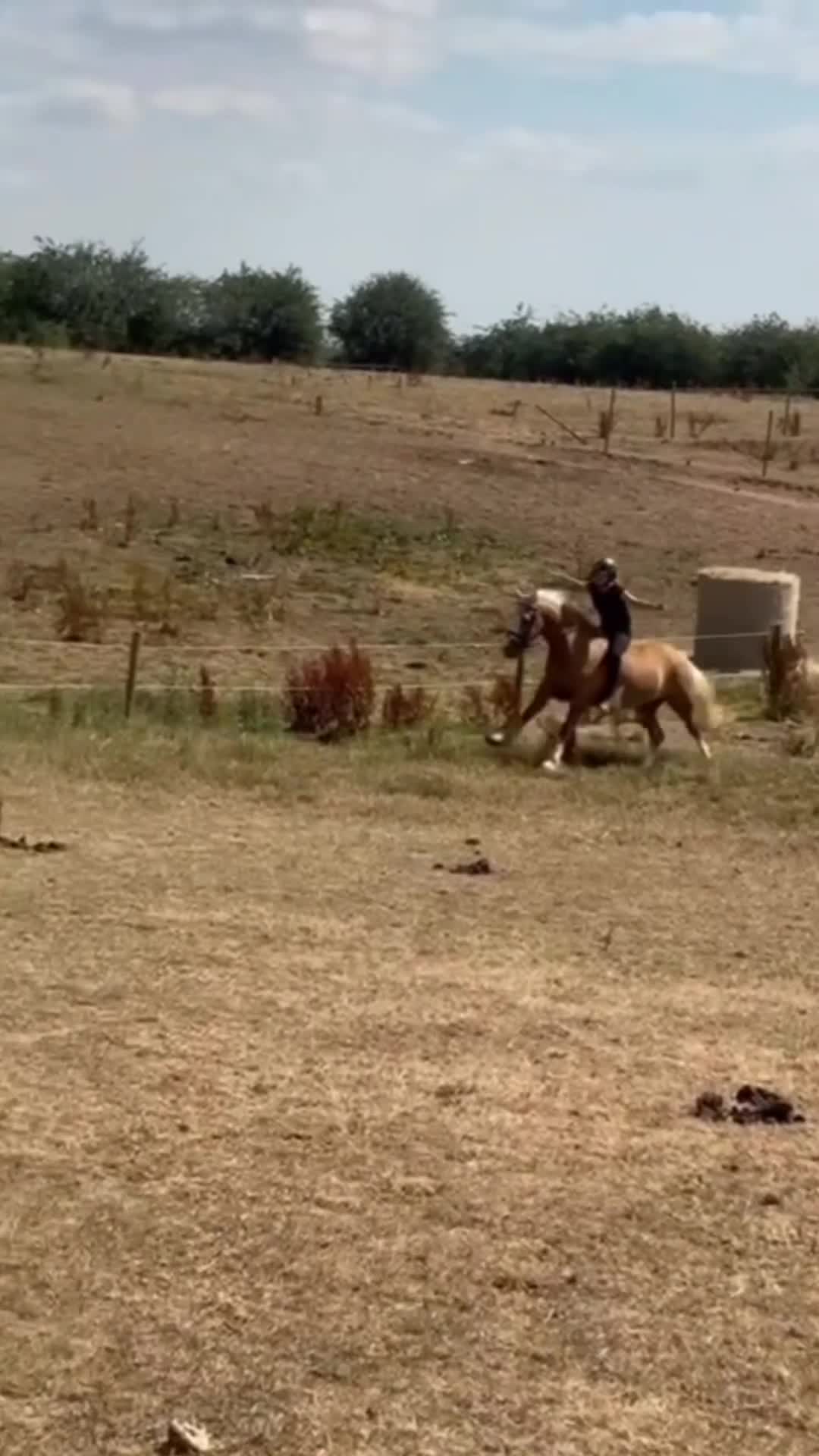 Palomino horses for sale: Finn 15,1 Welsh section D  - Video 3