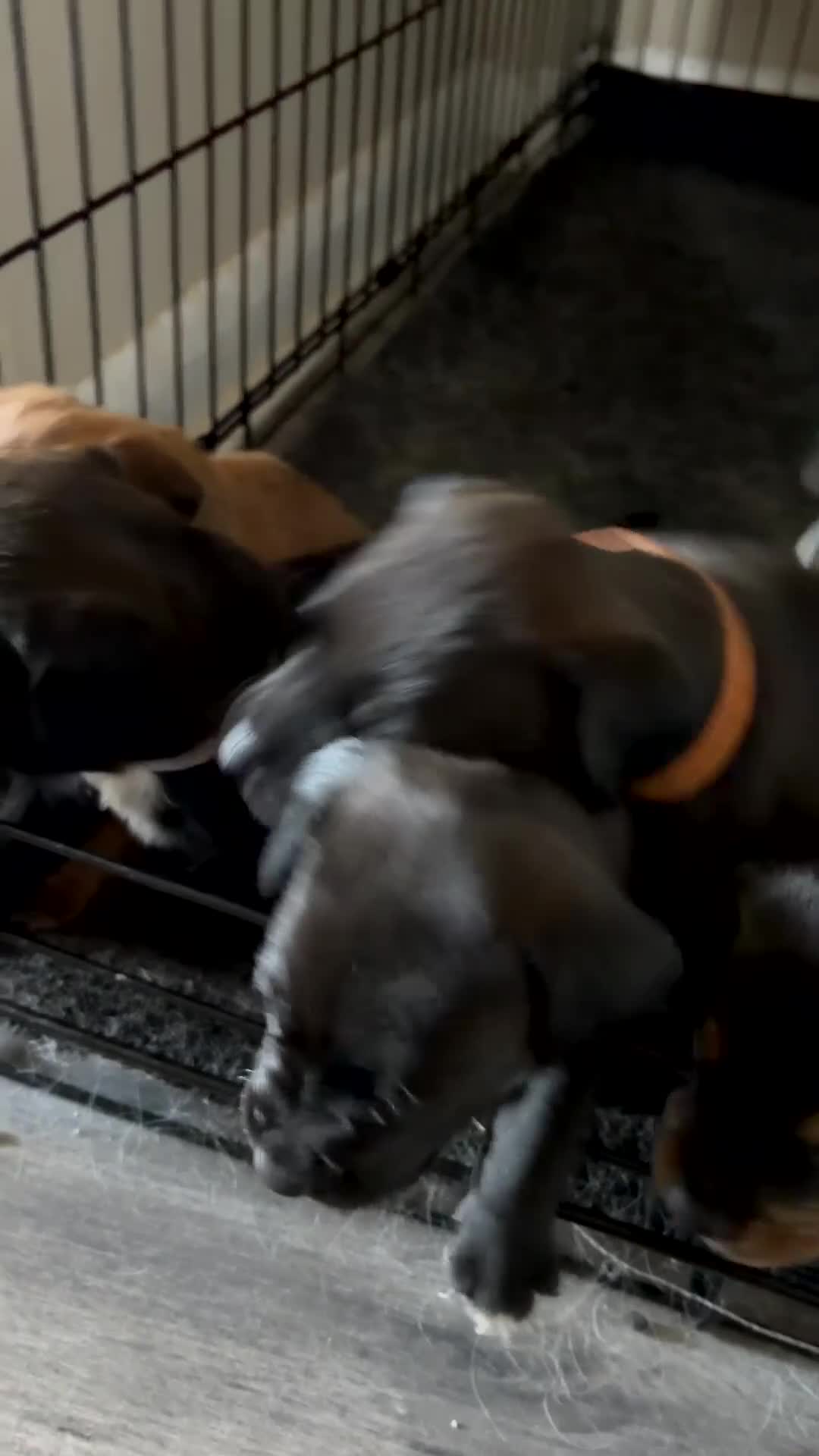 Mixed Breed dogs for sale: Springer Spaniel x Patterdale Puppies in Ilkeston - Video 2
