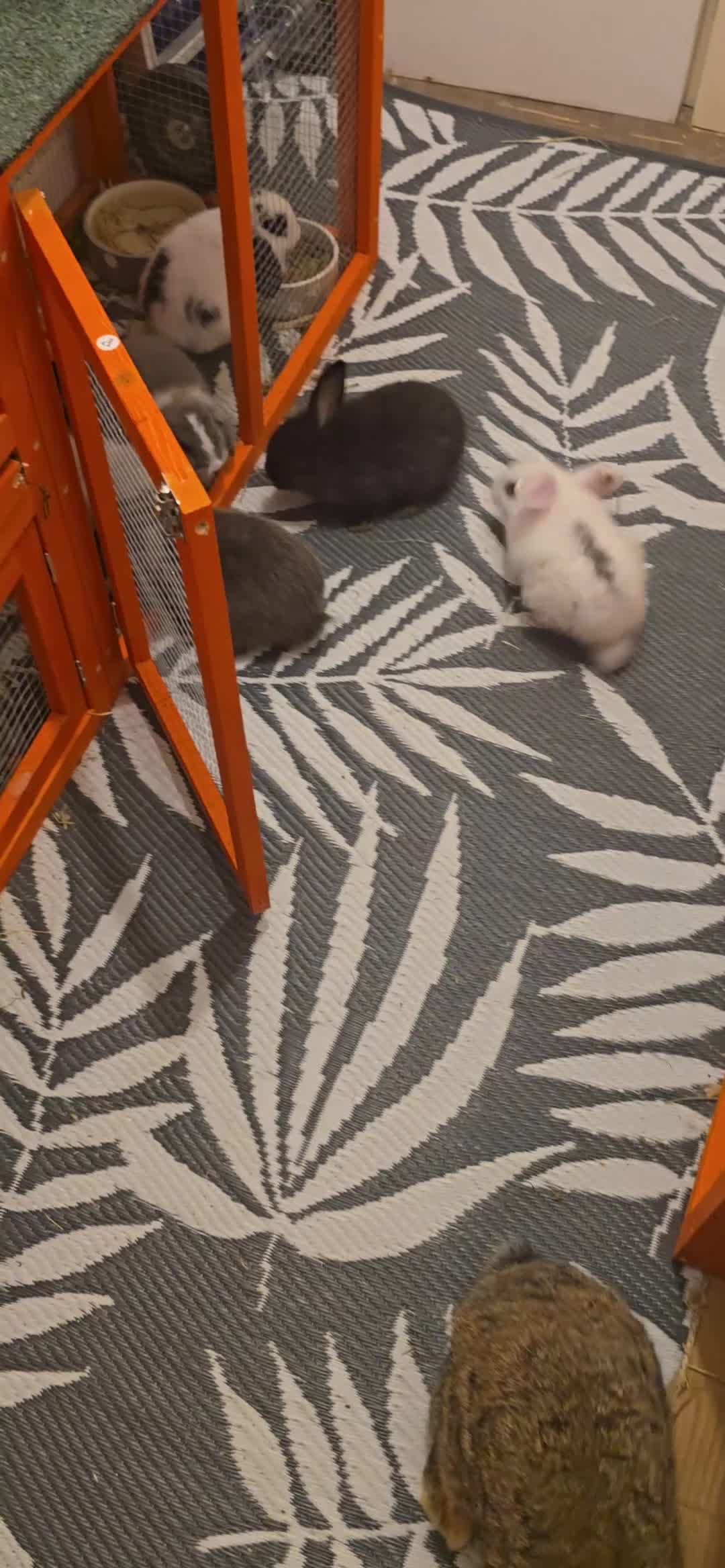 Mini Lop rabbits for sale: Baby rabbits in Stanford-le-Hope - Video 1
