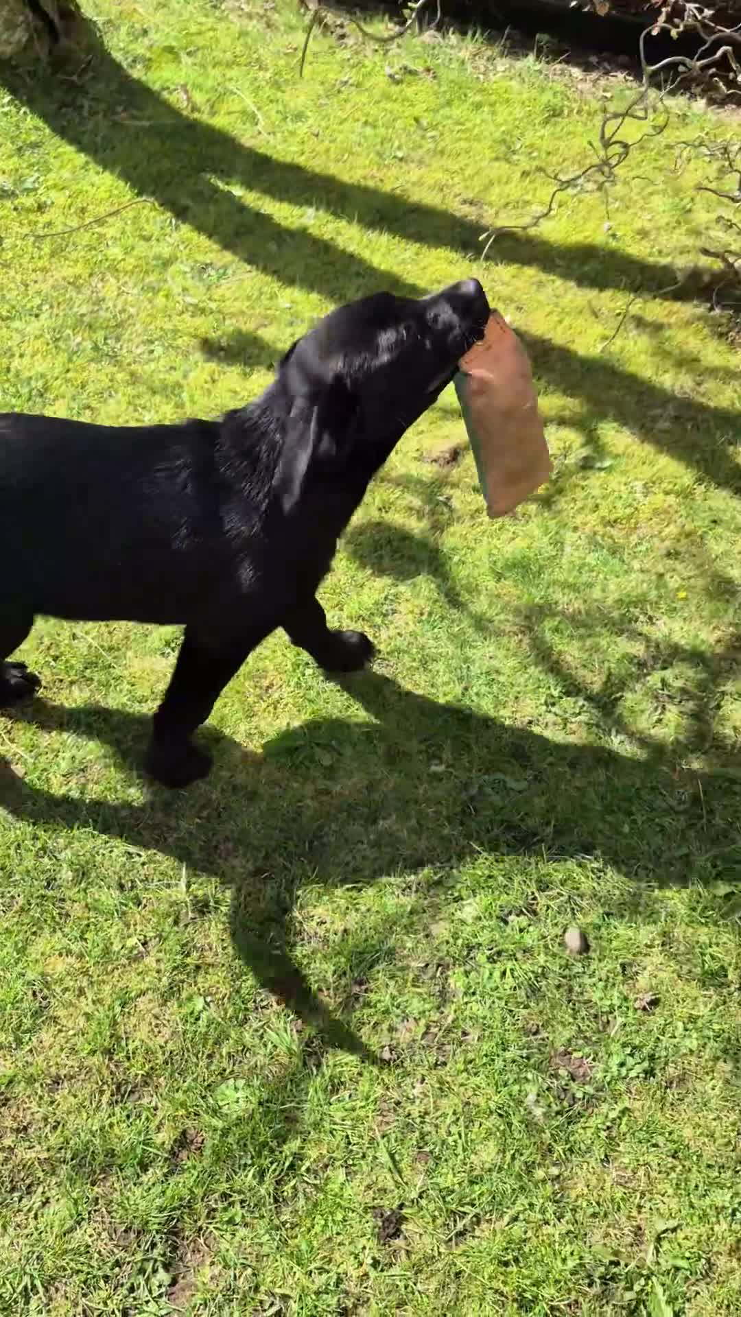 Labrador Retriever dogs for sale: KC Registered Working Black Girl Pup - Video 1