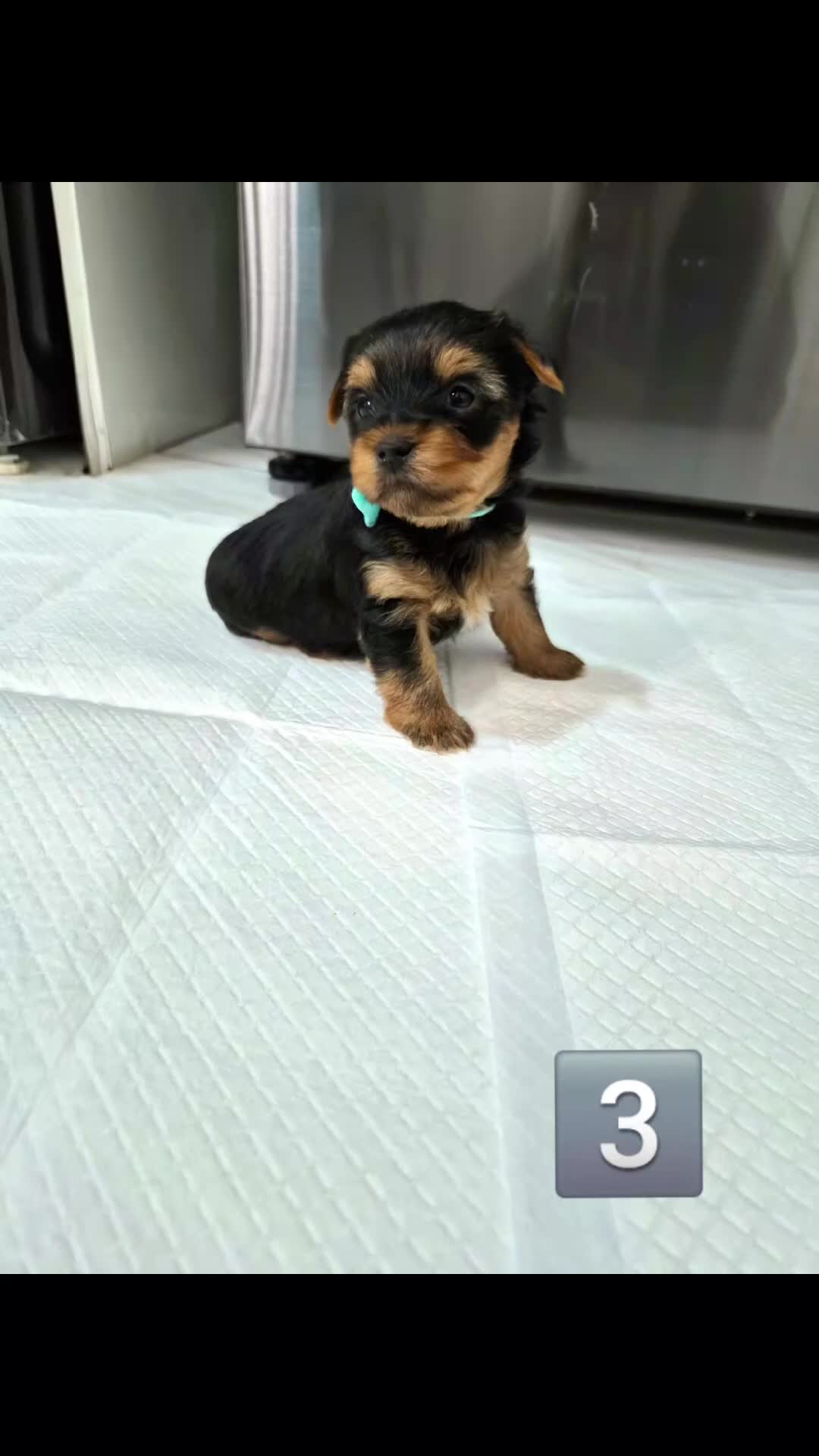 Yorkshire Terrier dogs for sale: 6 Girls yorkshire terrier girls - Video 4