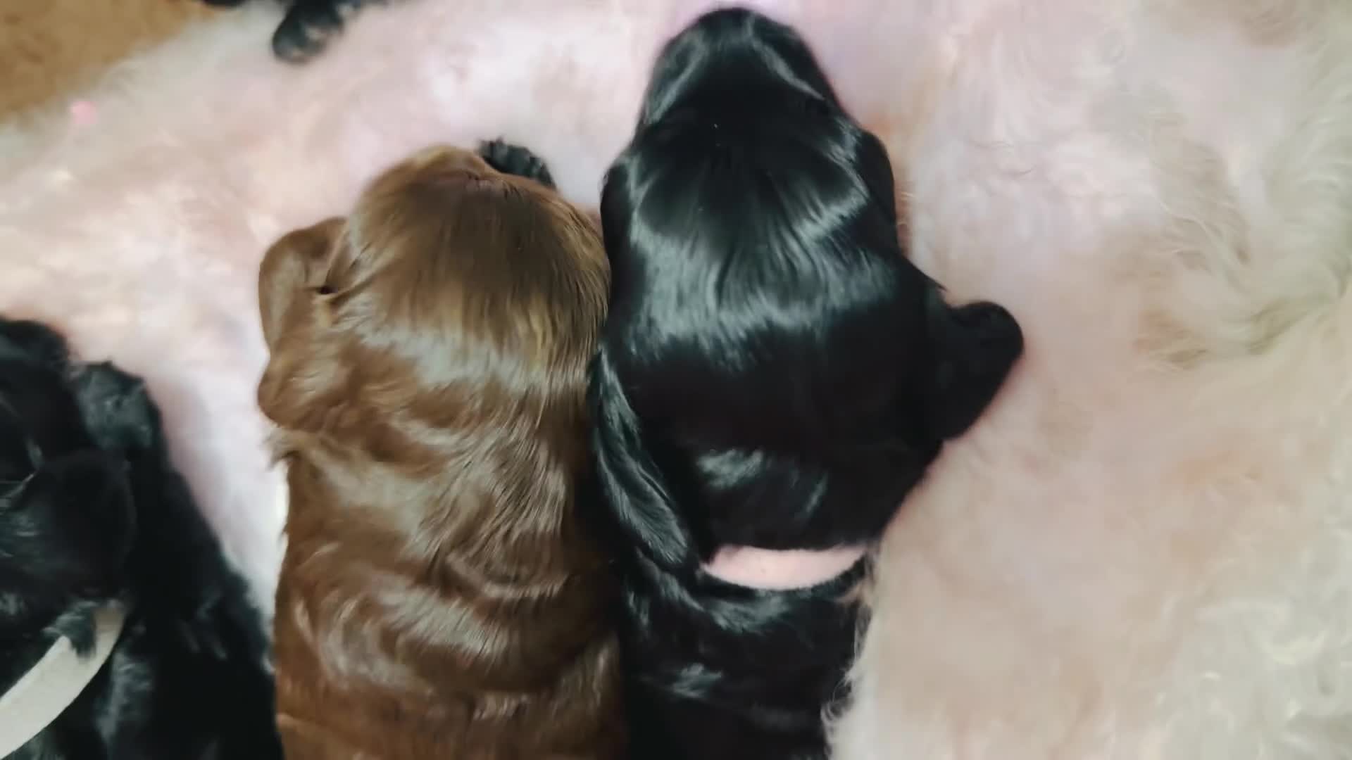 Cockapoo dogs for sale: F2B Cockapoo puppies Health-tested Pedigree lines  - Video 1